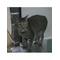 [A:F37E][A:F382]まっちゃねこ[A:F6B4][A:F37E]