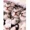 ﾎﾞｹ猫さんﾄﾘｵ[D:F946]