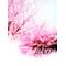 音楽[D:F8DB][D:F99B][D:F99B]画像[D:F99F]